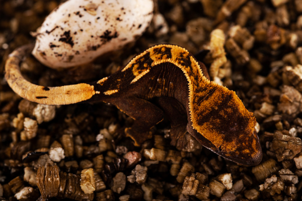 A baby crested gecko hatching from an egg