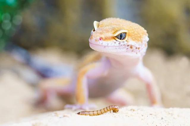 A photo of a gecko eating