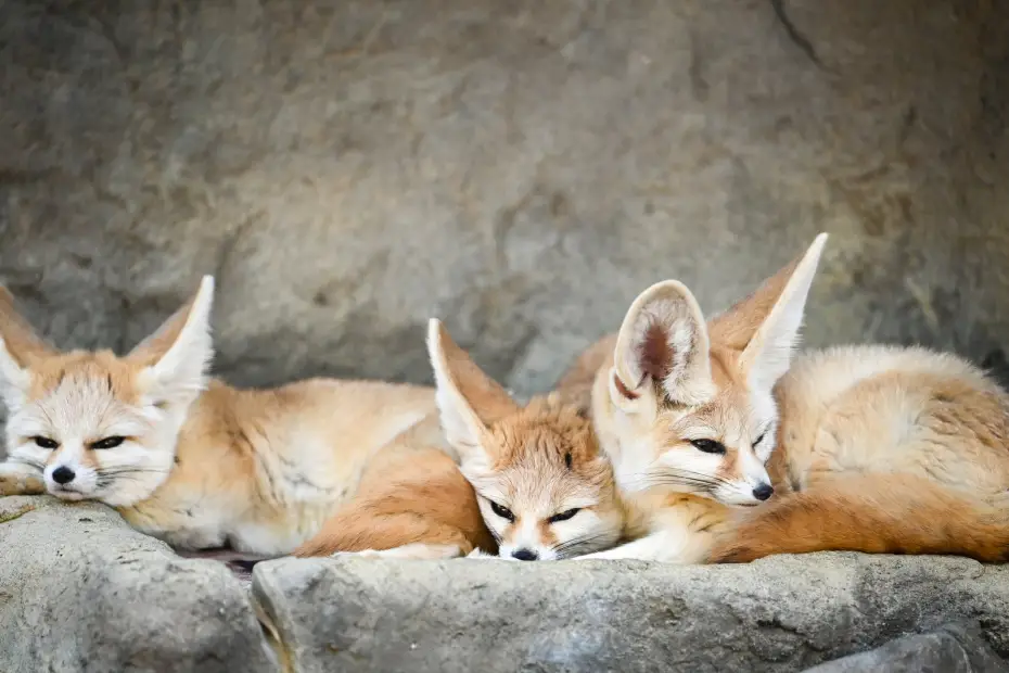 Exotic fox type