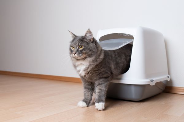 Should cats share litter boxes?
