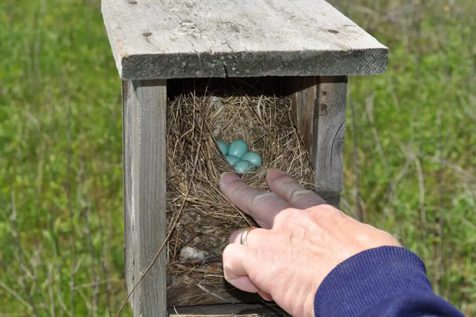 bluebird eggs