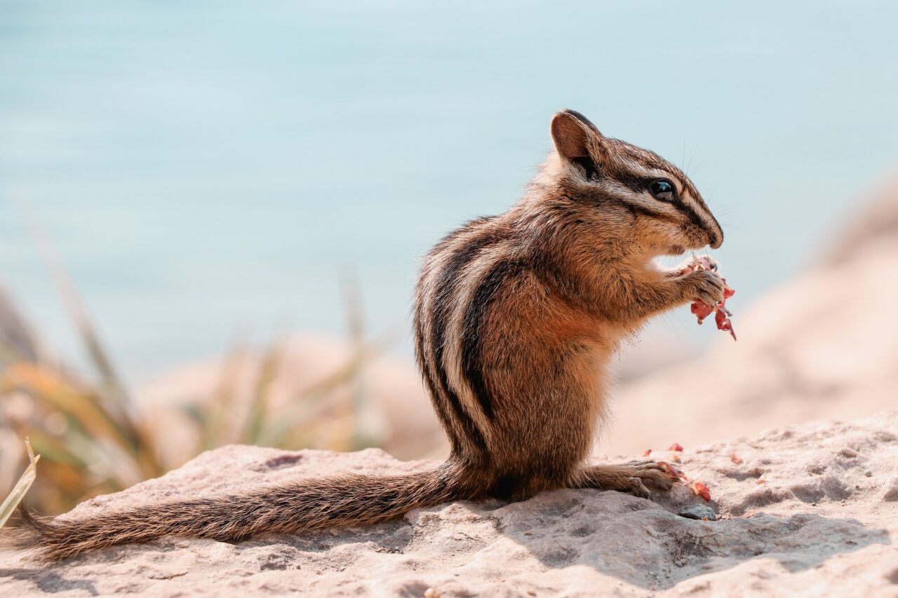 what does a chipmunk eat
