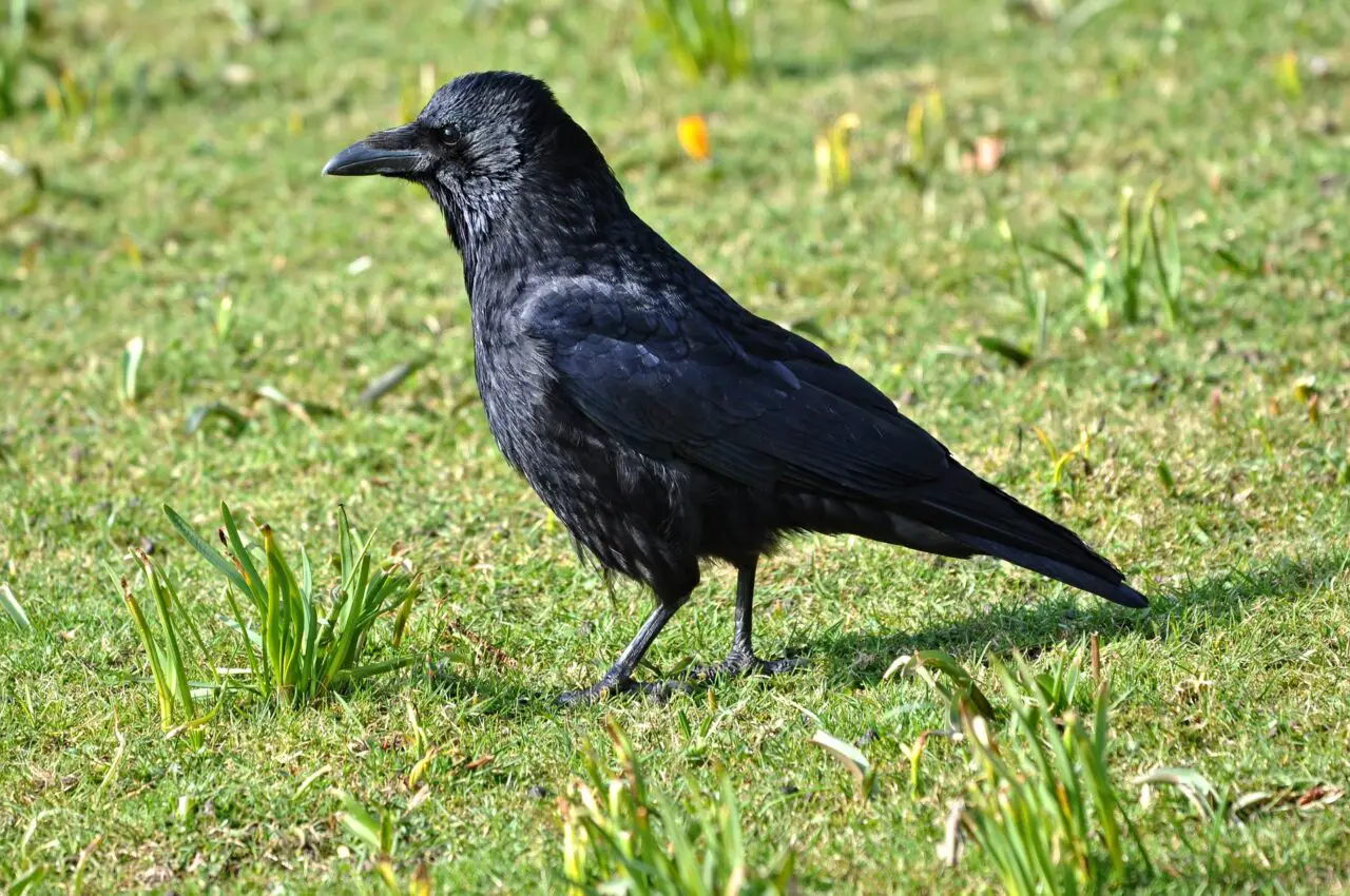 crows eat