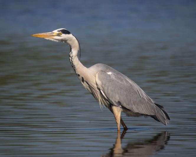 grey heron