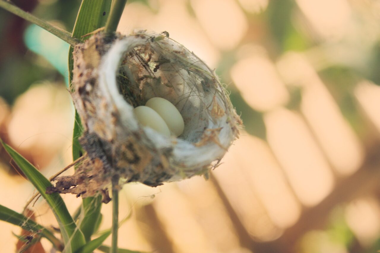 hummingbird egg