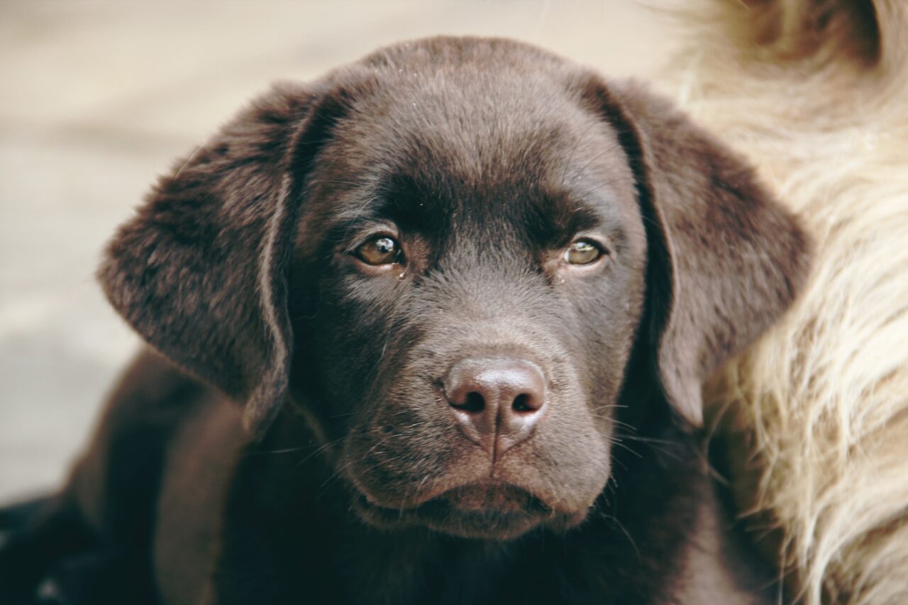 dark labrador puppy