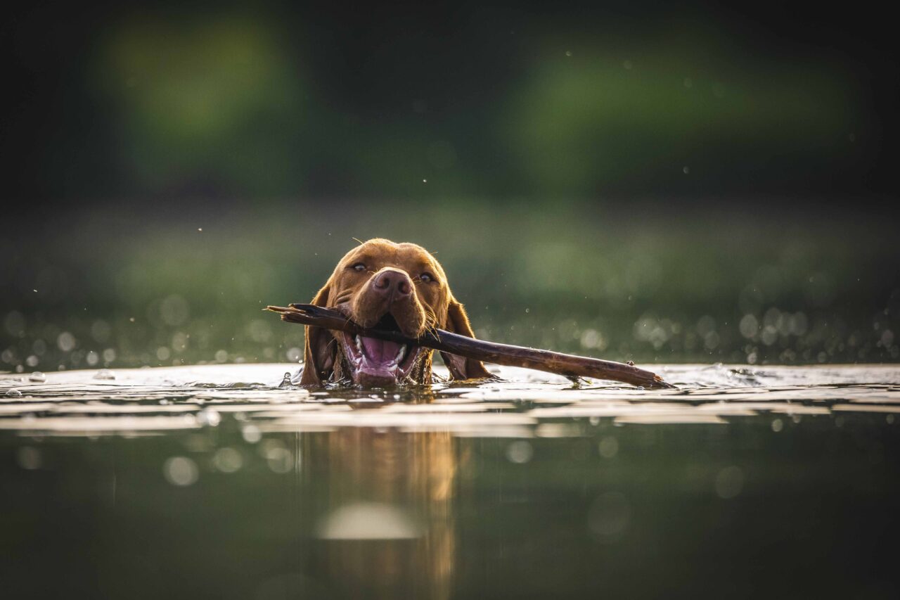 Why Do Dogs Like Sticks?