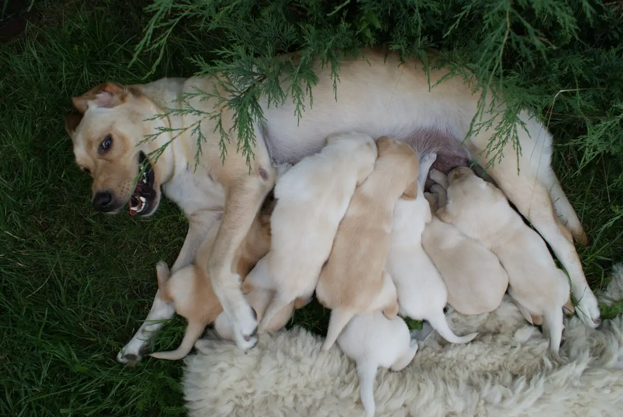 labrador puppies mother
