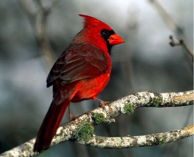 red cardinal