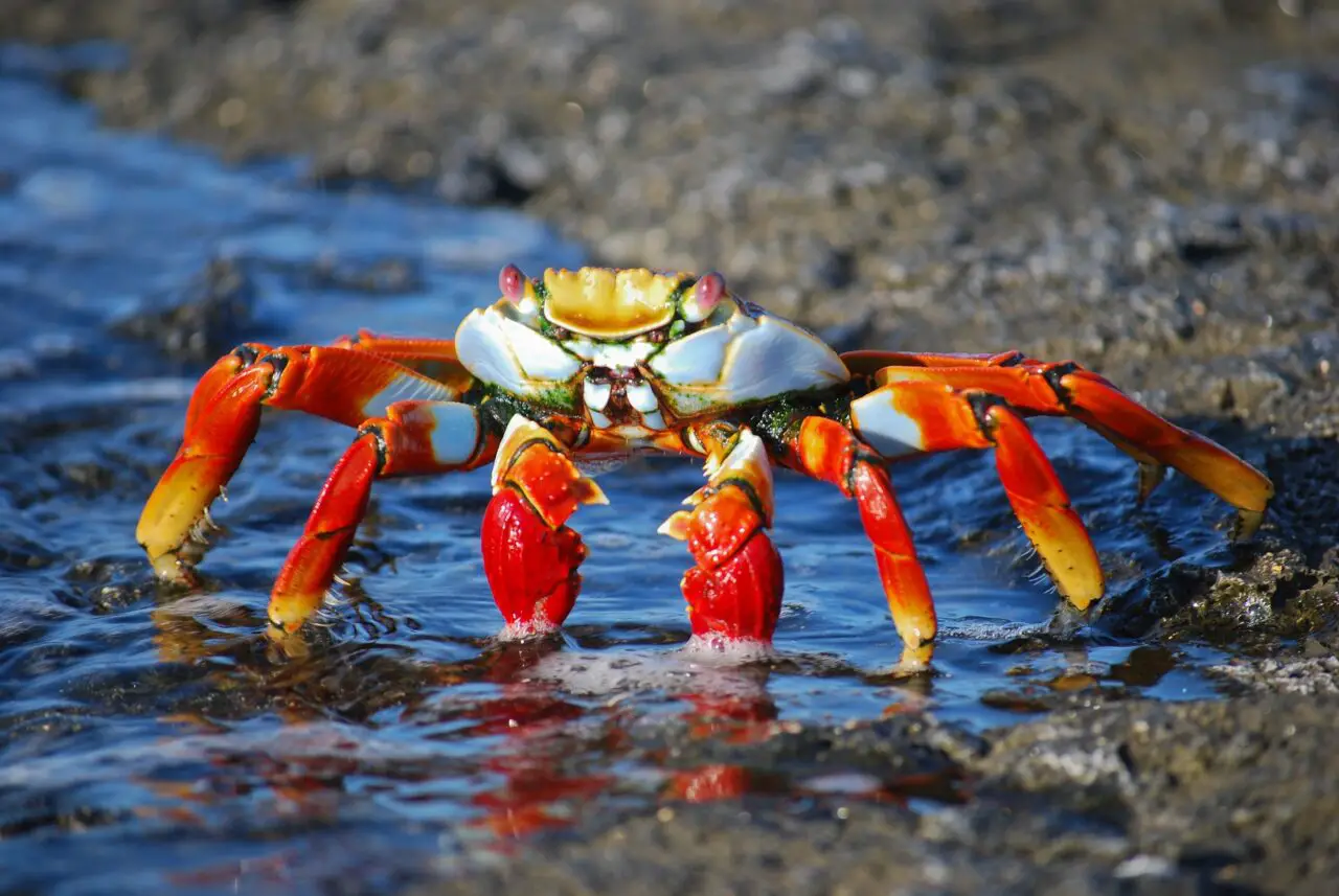 what does a crab eat