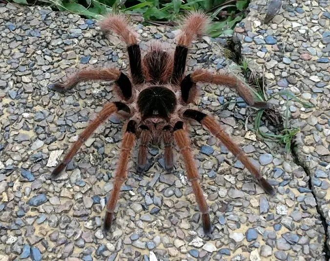 big spider