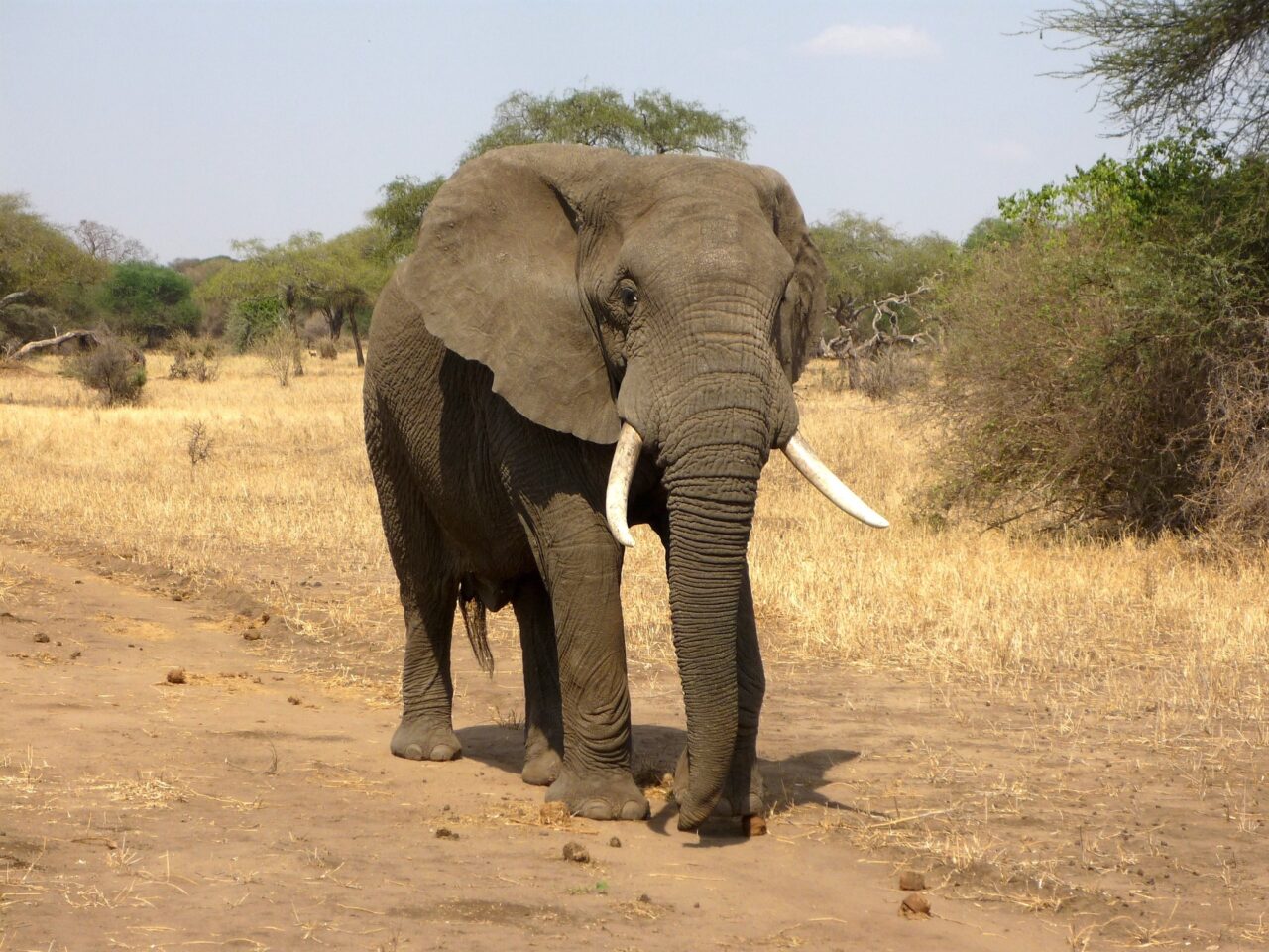 African Elephant