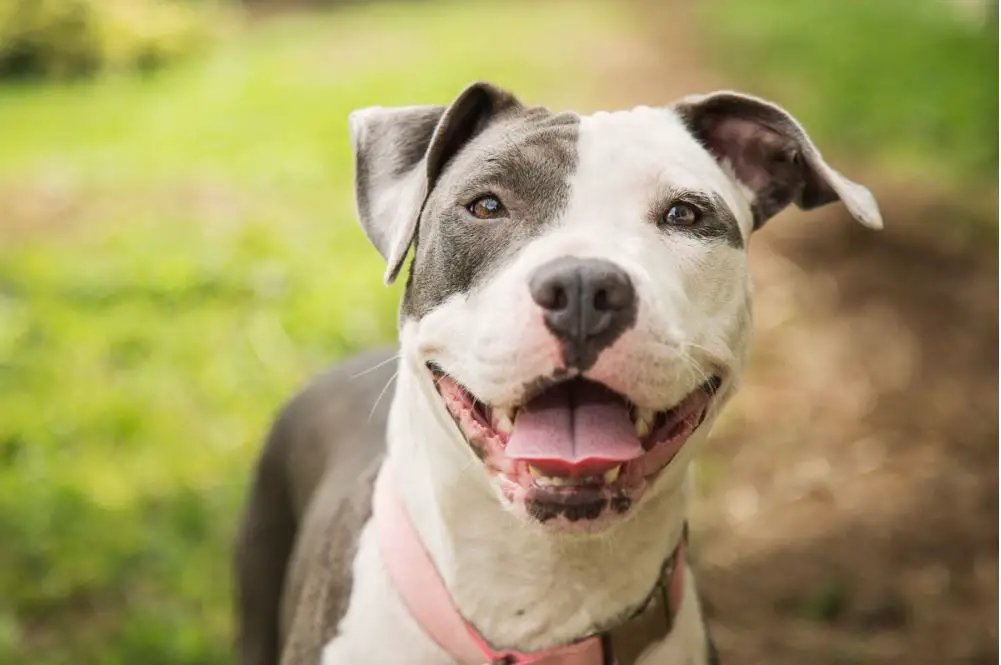 merle pitbull