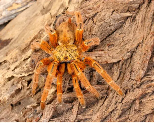 Hercules Baboon Spider