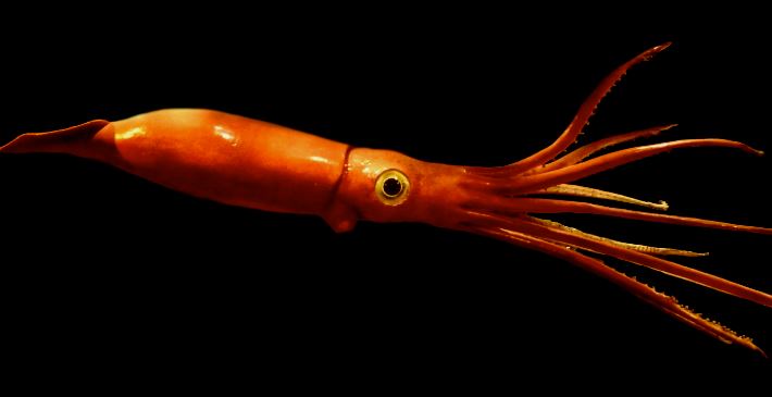 colosal squid