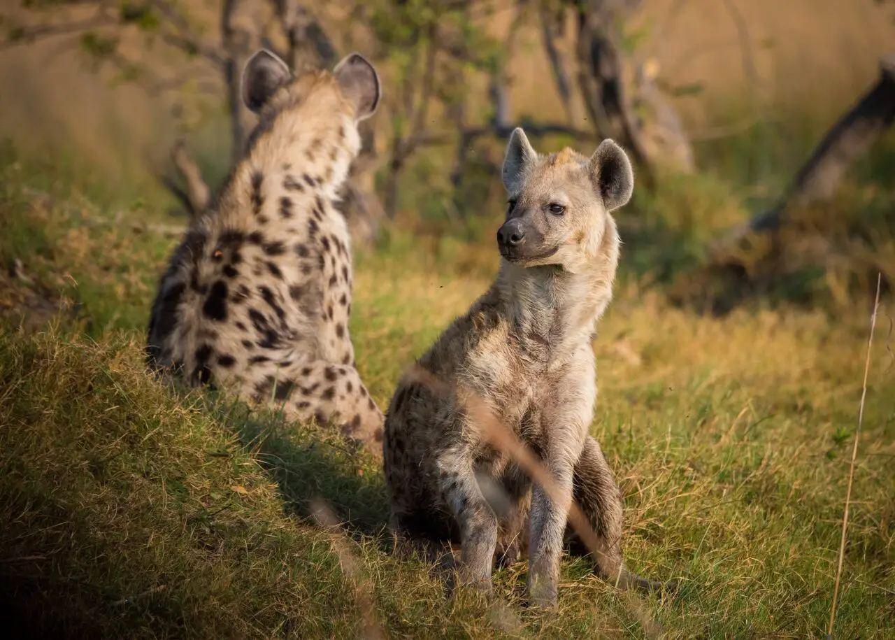 hyenas