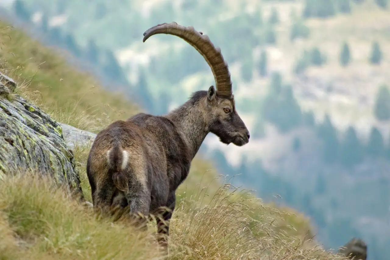 spanish ibex