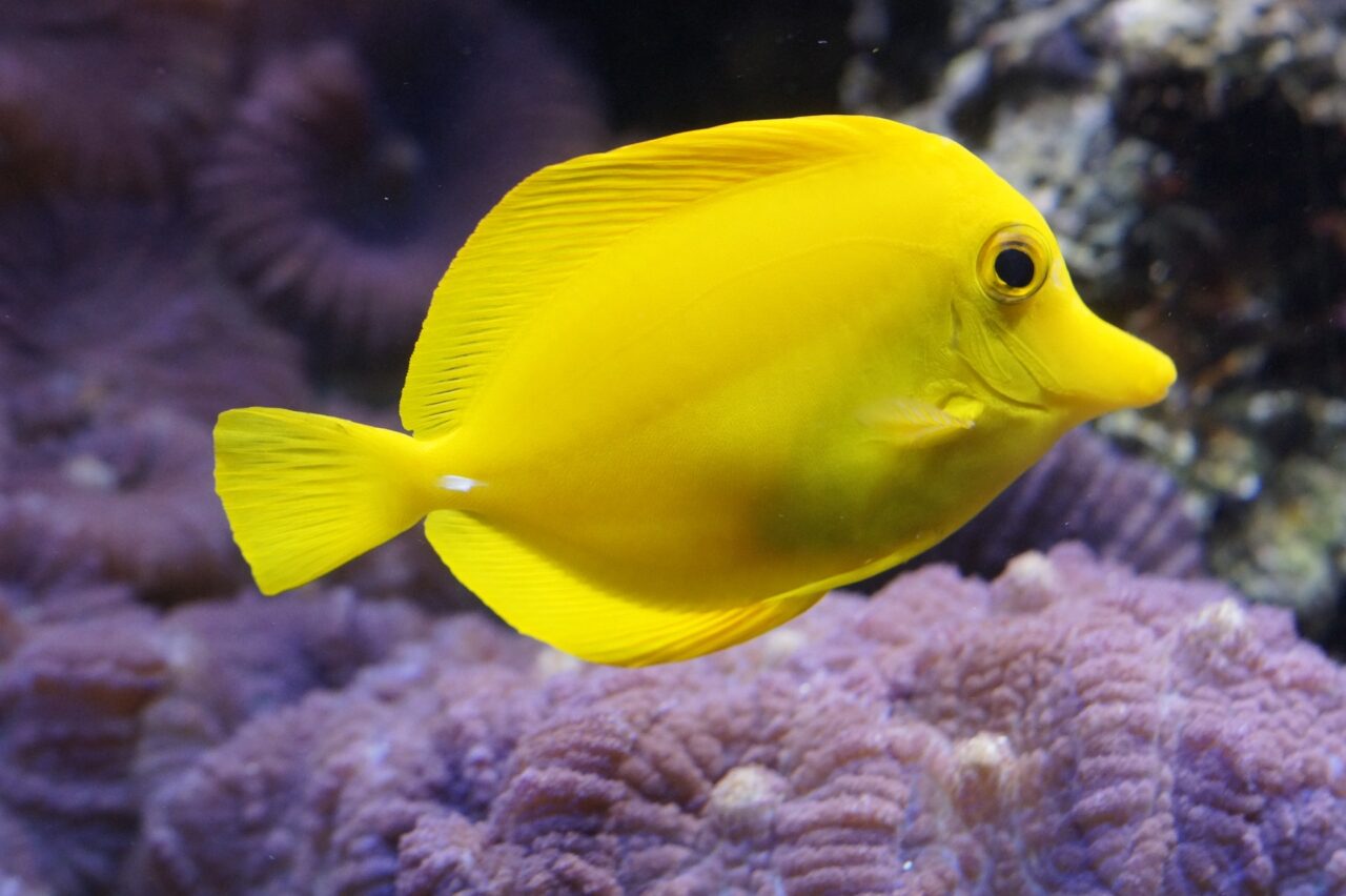 yellow tangs