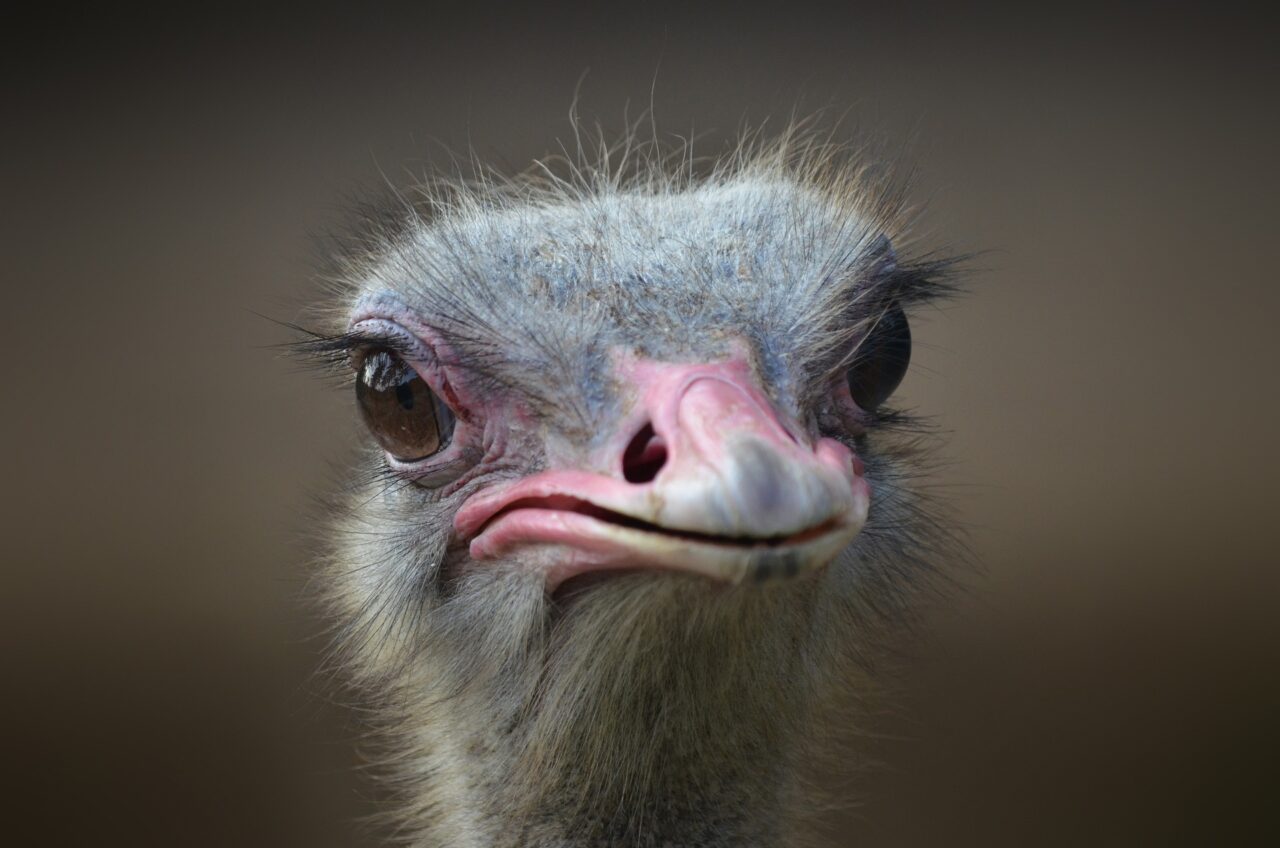 ostrich