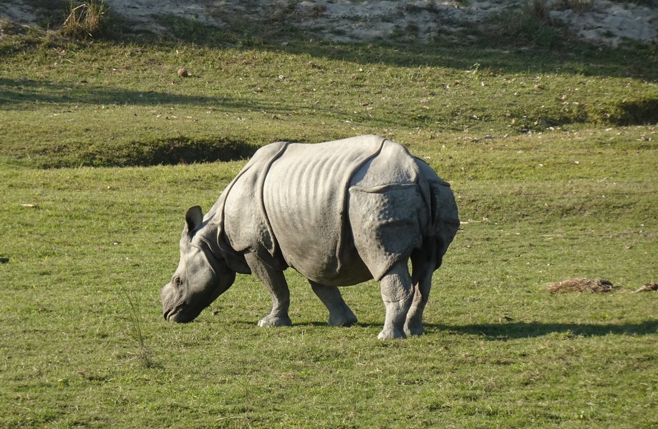 Greater One-Horned Rhinoceros