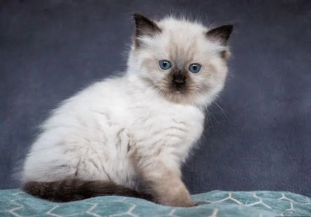 Ragdoll kittens