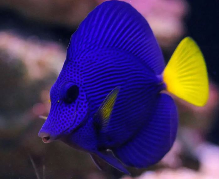 purple tang