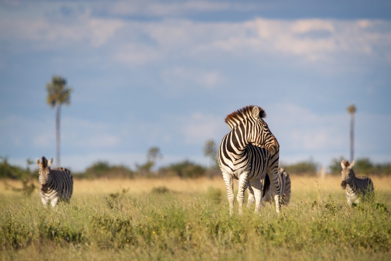 Zebras