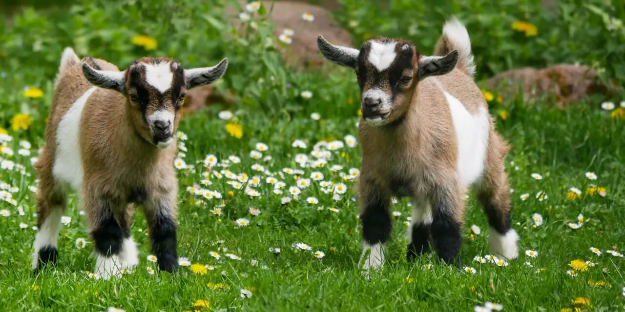 Mini Filkies goats
