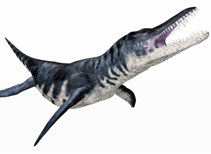 Basilosaurus