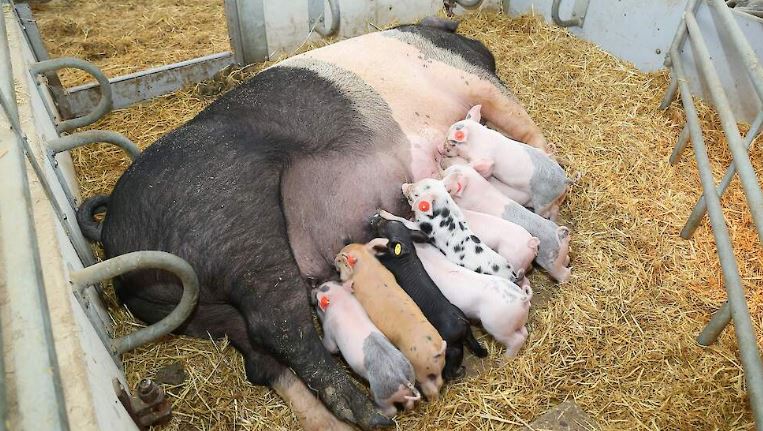 Pigs Hampshire