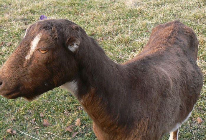 Lamancha goats
