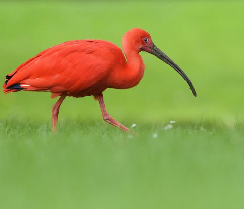 Scarlet Ibis