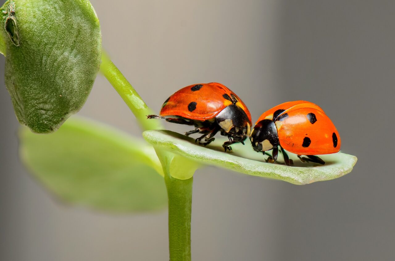 ladybug poison