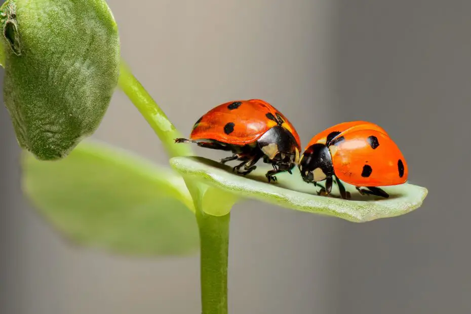 ladybug poison