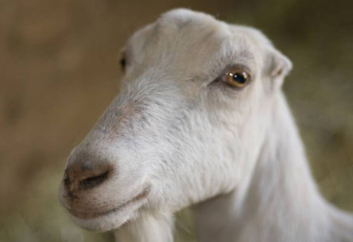 lamancha goat