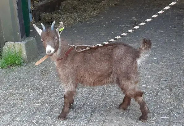 Mini Boer goats