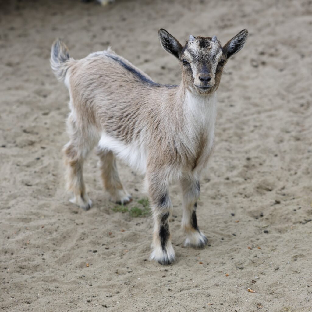 Nigerian dwarf goats