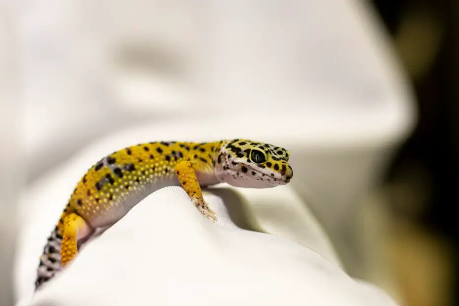 where do leopard geckos live