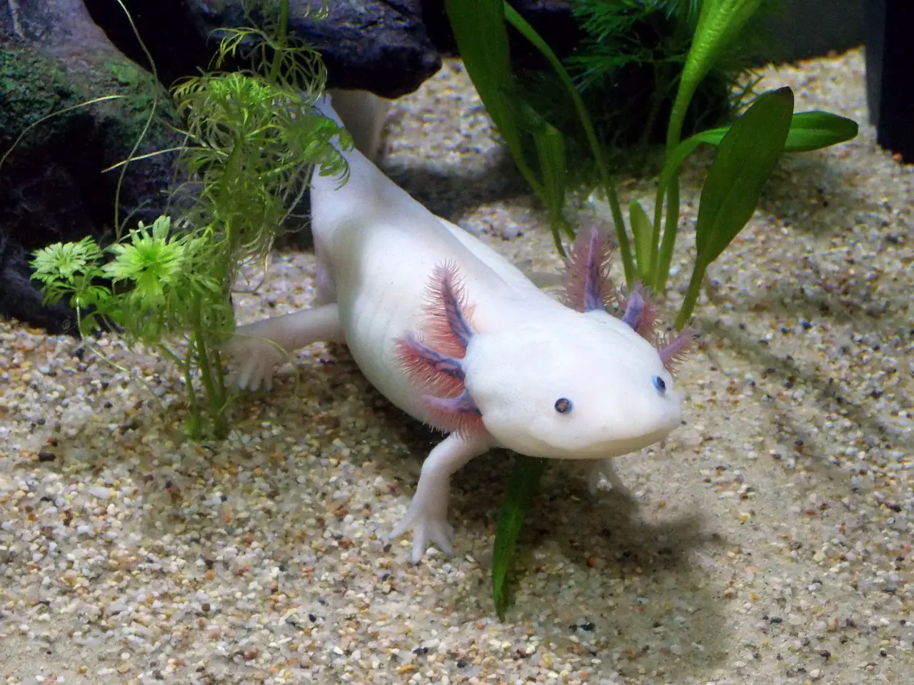 Fascinating Axolotl