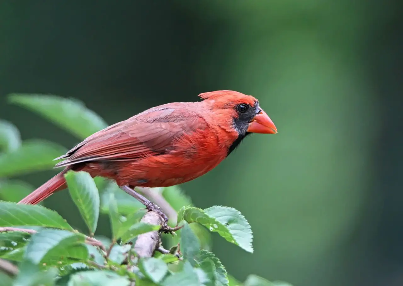 male red bird