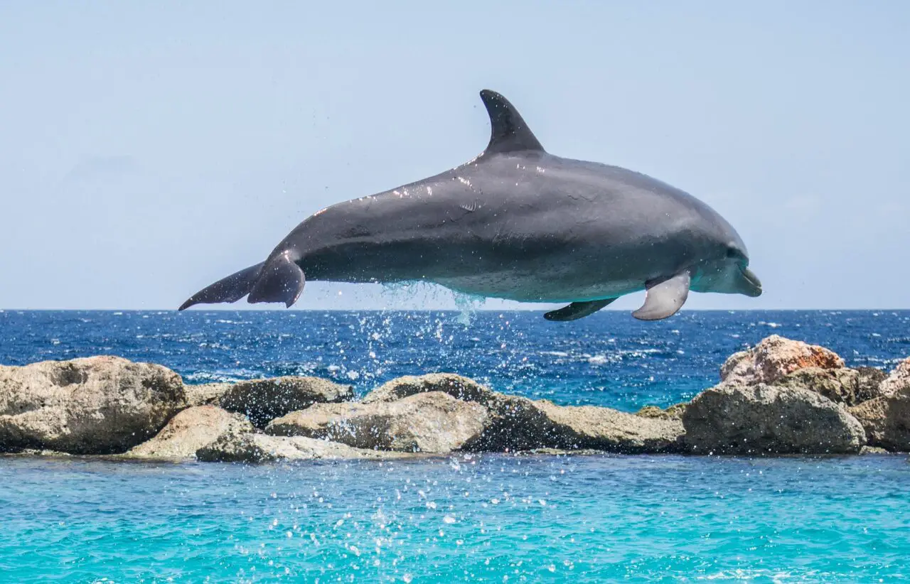jumping dolphin