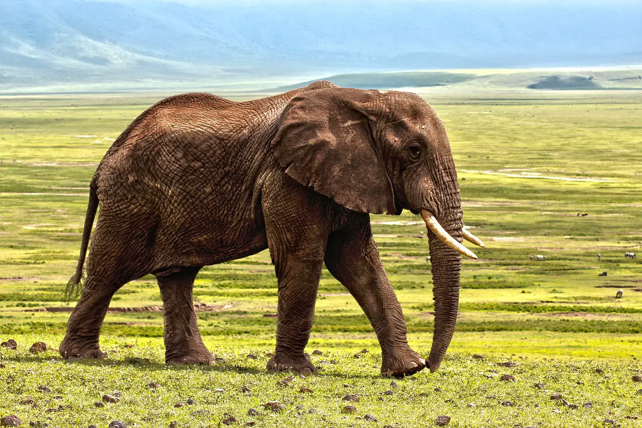 elephants lifespan