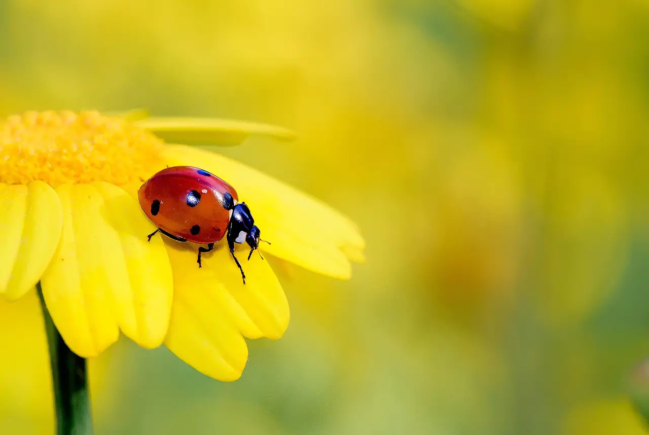 poisonous ladybug