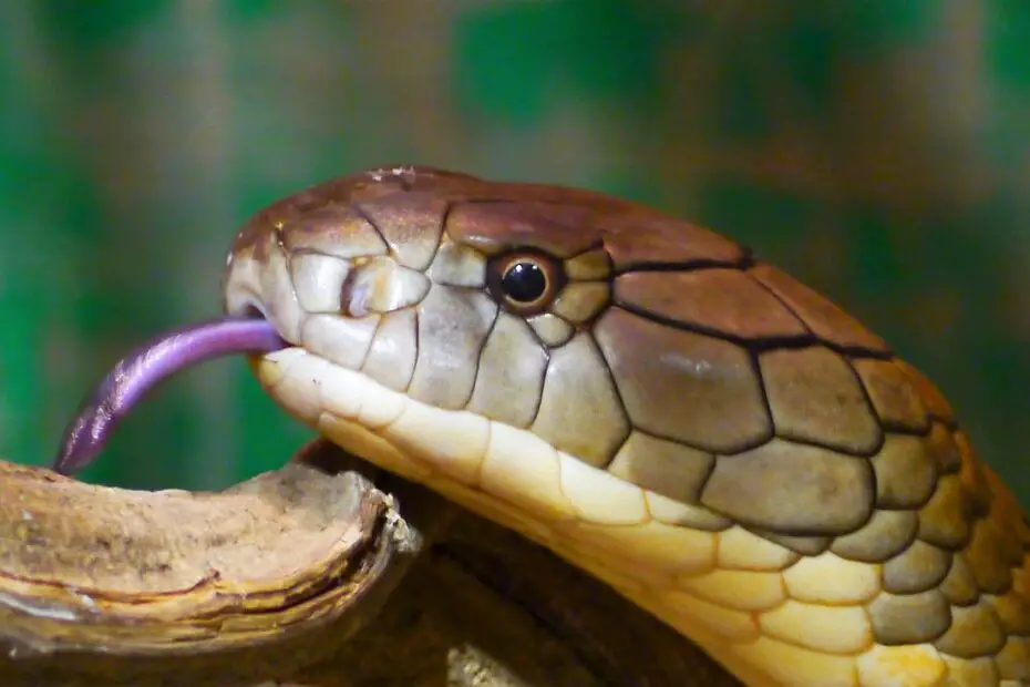 top 10 deadliest snakes