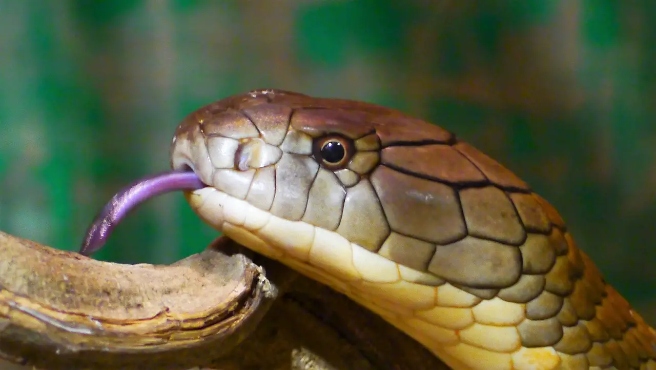 10 deadliest snakes