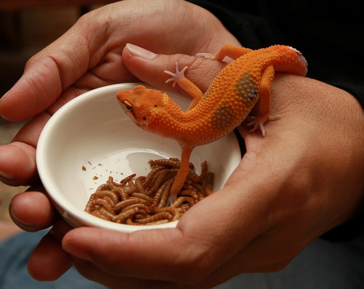 feeding leopard gecko