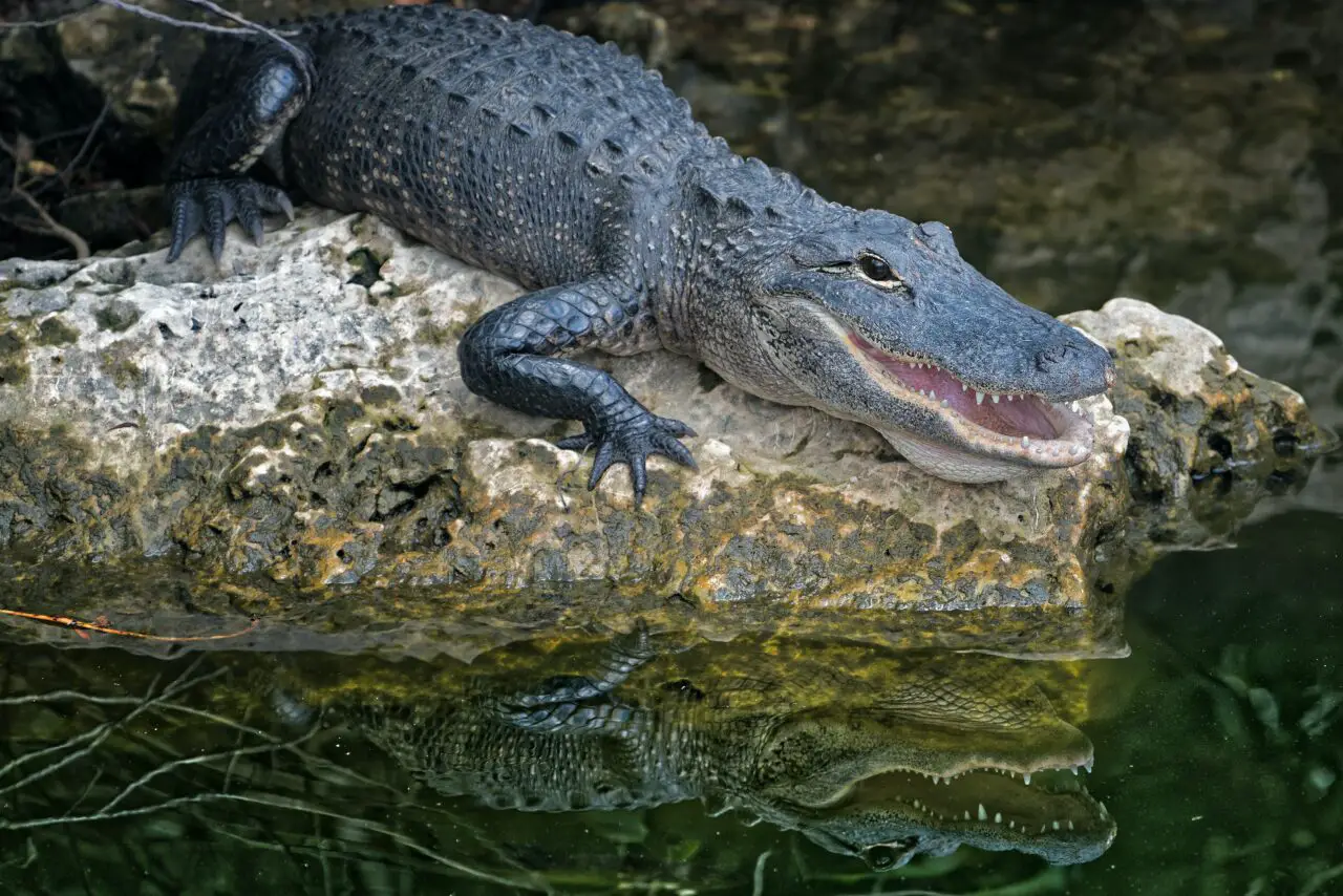 fast alligator