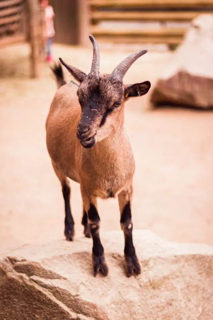lamancha goat guide
