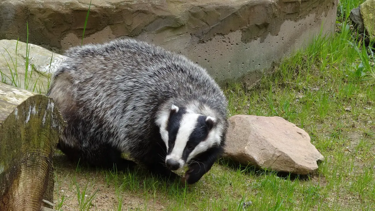 Badgers are Animals That Start with B