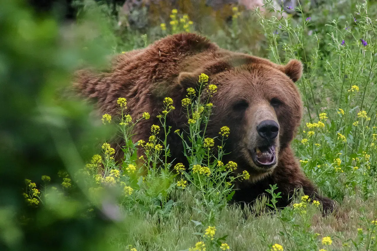 Interesting Facts About Grizzly Bears